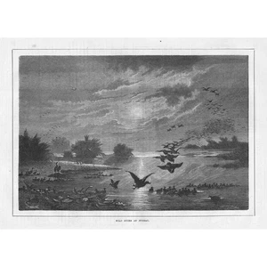 GERMANY Wild Ducks at Germany - Antique Print 1882 - Picture 1 of 1