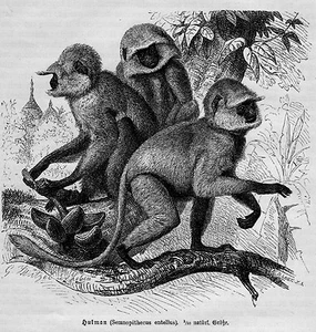 HULMAN Indische Languren (Semnopithecus) Holzstich von 1891 Primat Schlankaffe - Picture 1 of 1