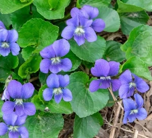 20+ Organic VIOLET Seeds (Viola sororia) Native Purple Violet HERB USA 3/25 - Picture 1 of 1