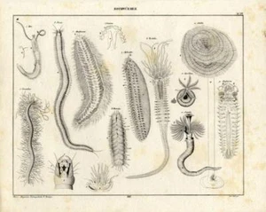 1843 OKEN LITHOGRAPH sand mason worm, bobbit worm, tubeworm, annelids, ... - Picture 1 of 2