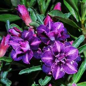 Adenium Obesum Desert Rose Seeds 'Double Magenta' 5 seeds for $11.45 - Picture 1 of 1
