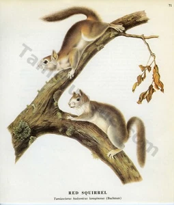 1968 John James & John Woodhouse Audubon RED SQUIRREL Book Page Art (1474) - Picture 1 of 1