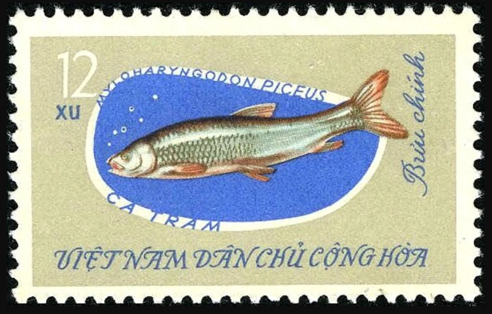 Vietnã #Mi270 NGAI 1963 Black Carp Mylopharyngodon piceus [264 YT339] - Imagem 1 de 1