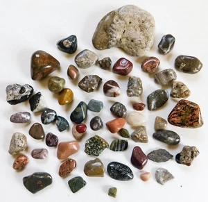 Hübsche Michigan Felsen Steine Pudding Hornstein Fossilien Lot 7 - Bild 1 von 5