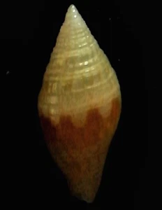 seashell Anarithma metulina 5mm Gem/F+++  - Picture 1 of 3