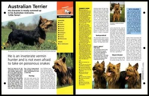 Australian Terrier - Temperament - Dogs Of The World Atlas Fact File Card - Picture 1 of 1