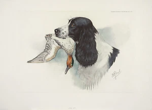 Boris Riab (riabouchinsky) Firmado De Colección Años 40 Grabado ENG SPRINGER SPANIEL & DUCK - Imagen 1 de 1