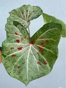 AUTHENTIC Caladium Green Berry 1 bulbs - Picture 1 of 4