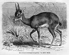 Oribis (Ourebia) Gazelle Bleichböckchen  Holzstich von 1891 