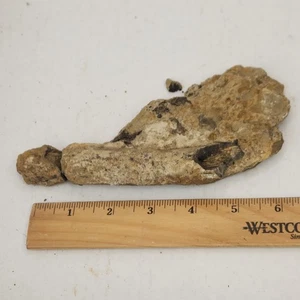 Small Unprepped Jurassic Dinosaur Bone Fossil Project - Self Dug - Morrison Fm. - Picture 1 of 7