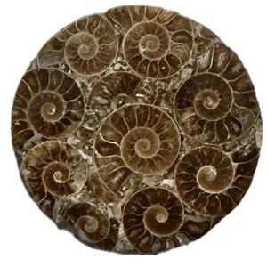 3" Handmade Ammonite Nautilus Disc Fossil Conch Specimen Decor Crystal Coaster - Picture 1 of 8