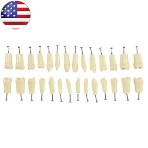 28 piezas/kit de reemplazo de dientes de tipodonte dental NISSIN 500 modelo de práctica atornillado - Imagen 1 de 6
