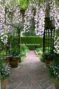 Wisteria Pergola Country Garden Photo Mounted Print A4/A3 Poster Greetings Cards - Picture 1 of 12