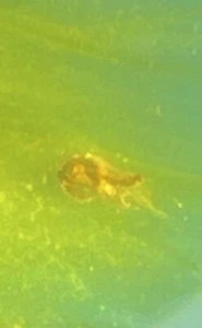 Genuine Burmite Burmese Amber Fossil Unknown Bug. 99+ Millions Years Old Mystery - Picture 1 of 10