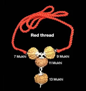 Rudraksha Combination For Wealth 7,9,11,13 Mukhi Nepal Silver Pendant Certified - Picture 1 of 3