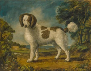 George Stubbs A Brown And White Water Spaniel Canvas Print 16 x 20       #6428 - Picture 1 of 4