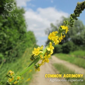 2000 SAMEN Gewöhnliche Odermennig Agrimonia eupatoria Ackerkraut Agrimony (50 g) - Imagen 1 de 2