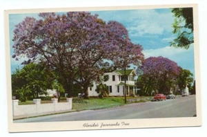 Jacaranda Tree Florida Vintage Postcard - Picture 1 of 2
