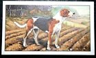 Foxhound   Vintage 1930'S Illustrated Colour Card  Xc17