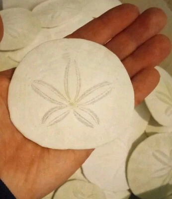 Sand dollars $8 Each - Image 1 of 2