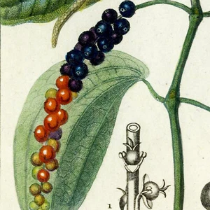 2 Prints! 1816 TURPIN Dict. des Sciences Naturelles, BLACK PEPPER (Piper Nigrum) - Picture 1 of 11