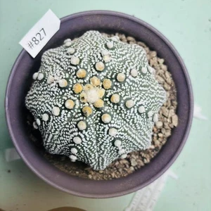 Pianta SucculentaViva Astrophytum asterias 'Rensei' 'Miracolo' WYSIWYG coltivata a semi - Foto 1 di 6