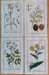 Angelica Inula etc. - Medicinal Plants 4 Botanical Prints by Zorn - 1796 - Picture 1 of 1