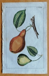 Wilhelm Originaldruck Koloriert Botanik Birne (D) - 1800 - Bild 1 von 1