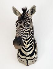 Zebra Steppenzebra echtes Tierpräparat Schultermontage Zebrahaupt neu Südafrika