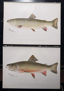 2 antiche stampe pesce maschio e femmina Brook Trout Sherman Foote Denton 1897 - Foto 1 di 7