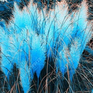 50 Seeds Gorgeous BLUE Pampas Grass Seeds ~ Rare Unusual Stunning flower - Picture 1 of 1