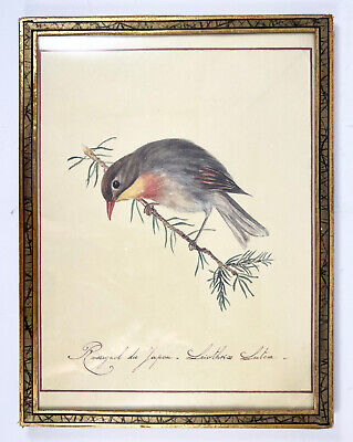 Rossignol Du Japon, Sous Verre Encadrement Art Déco 1930, Tableau Oiseau • 12.99€