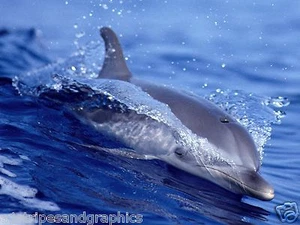 LARGE Dolphin #3 RV Trailer Wall Mural Camper RV Decals Graphics Sticker - Picture 1 of 1