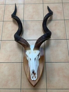 GK KUDU Jagdtrophäe Nr.4 - Bild 1 von 5
