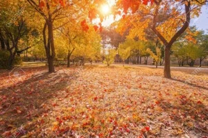 50 Sugar Maple Tree Seeds Grow Vibrant Yellow Fall Leaves Acer Saccharum - Picture 1 of 4