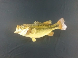 Vintage Largemouth Bass 22” Taxidermy Fish Wall Mount Rustic Cabin Man Cave - Picture 1 of 15