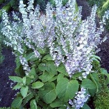 Clary (Salvia Sclarea)- 25 Seeds  
