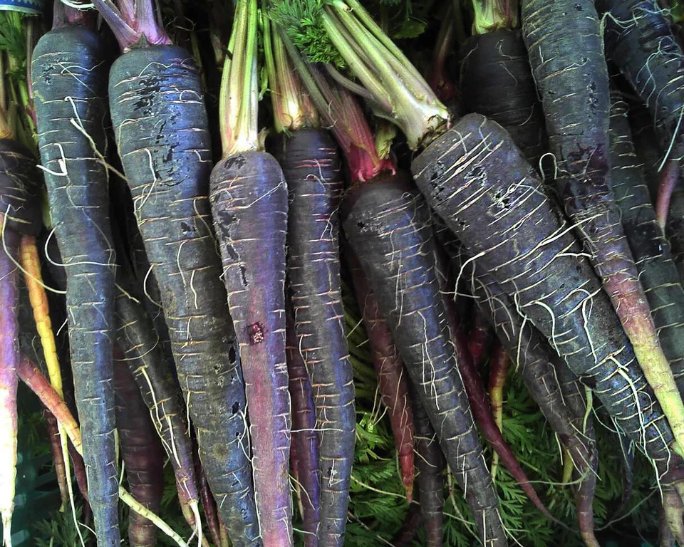 Black Nebula Carrot Seeds, NON-GMO, Deep Purple, Antioxidant, FREE SHIPPING - Image 1 of 2