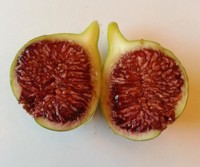 3 X "Sumaki" Fig Tree Cuttings, common type, Holy Land