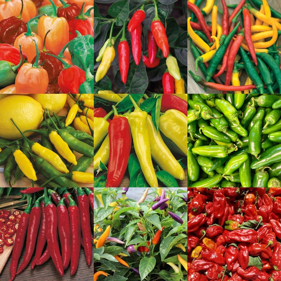 Chilli Pepper Seeds Selection Mr Fothergill's Hot & Mild Chili FREE UK DELIVERY - Image 1 of 1