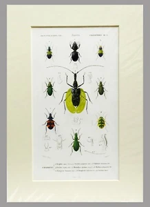 INSECTOS 1845 - D ́ORBIGNY - COLOREADO A MANO CON PASSEPARTOUT (00535) - Imagen 1 de 2