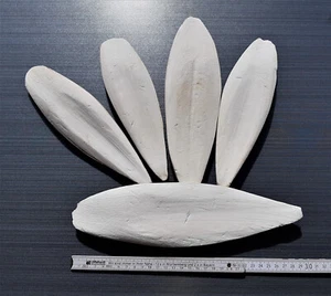 Auswahl Sepiaschalen XXL / ca. 25 - 30 cm / 1A TOP Qualität - Vögel, Kalzium - Bild 1 von 1