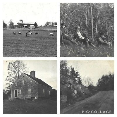 5 fotos antiguas vintage de 1903 de vacas en granja hombres casas casas Bethel Connecticut  Foto 1 de 4