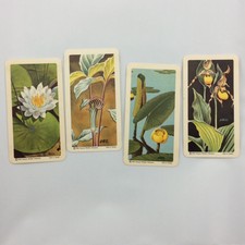 4 Wild Flowers of North America Series 3 Red Rose Blue Ribbon Tea Cards Vintage