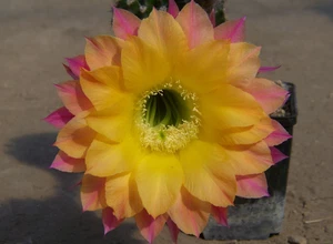 Echinopsis Hybride Bauernkaktus " Riptide " sehr blühfreudig  2,1cm x 3,1cm - Bild 1 von 2