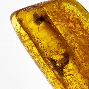 Baltic Amber fossils natural gemstone w/ three preserved bug inclusions 17.5ct - Picture 1 of 9