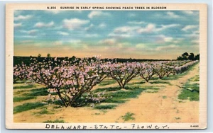 Sunrise in Early Spring Peach Trees In Blossom Delaware State Flower Postcard - Picture 1 of 2