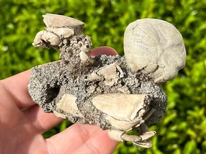DOUBLE Florida Fossil Crabs in Matrix Ranilia Pliocene Crustacean with Echinoid - Picture 1 of 13