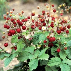 EVERGREN ORGANIC WILD UK STRAWBERRY GARDEN PLANT RED PERENNIAL HARDY BARE-ROOT - Picture 1 of 3