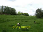 Photo 6X4 Lambs Near Glottenham Manor Robertsbridge The Manor, Now A Nurs C2009